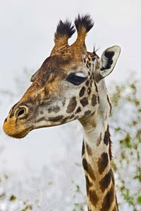 Maasai Giraffe Feeding in Maasai Mara, Kenya Poster Print by Joe Restuccia III