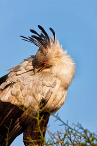 Secretarybird in the Masai Mara, Kenya Poster Print by Joe Restuccia III