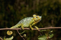 Chameleon poster print by Jan & Stoney Edwards, vibrant wildlife art.