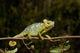 Chameleon poster print by Jan & Stoney Edwards, vibrant wildlife art.