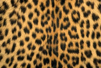 Leopard in Masai Mara Reserve, Kenya Poster Print by Kevin Schafer