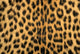 Leopard in Masai Mara Reserve, Kenya Poster Print by Kevin Schafer