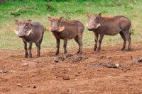 Warthog in Aberdare National Park, Kenya poster print by Keren Su.