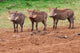 Warthog in Aberdare National Park, Kenya poster print by Keren Su.