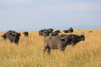 African Buffalo Poster Print by Keren Su from Mount Kenya National Park