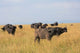 African Buffalo Poster Print by Keren Su from Mount Kenya National Park