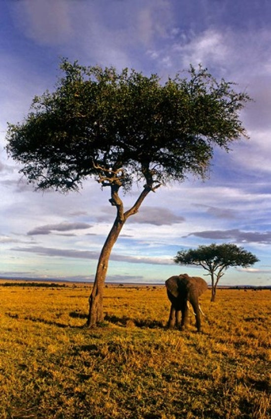 Solitary Elephant Wanders in Maasai Mara, Kenya poster print by Kymri Wilt