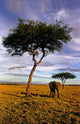 Solitary Elephant Wanders in Maasai Mara, Kenya poster print by Kymri Wilt