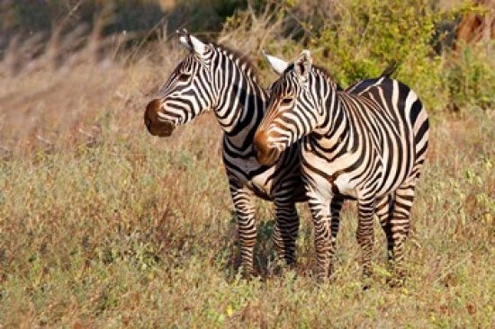 Pair of Zebras in Meru National Park poster print by Kymri Wilt