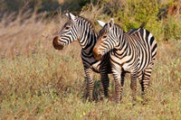 Pair of Zebras in Meru National Park poster print by Kymri Wilt