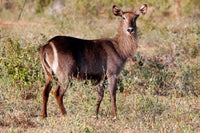 Female Ellipsen Waterbuck Poster Print from East Africa