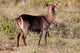 Female Ellipsen Waterbuck Poster Print from East Africa