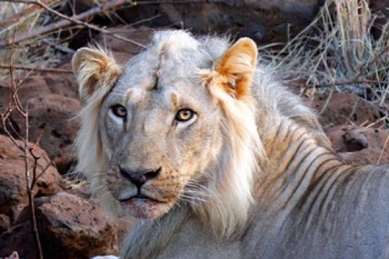 Face of Feeding Lion fine art print by Kymri Wilt showcasing the lion's face.