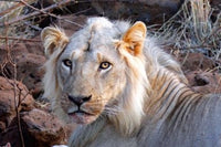 Face of Feeding Lion fine art print by Kymri Wilt showcasing the lion's face.
