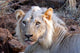 Face of Feeding Lion fine art print by Kymri Wilt showcasing the lion's face.
