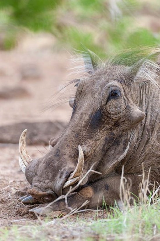 Warthog in Tsavo-West, Kenya Poster Print by Martin Zwick