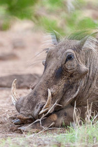 Warthog in Tsavo-West, Kenya Poster Print by Martin Zwick