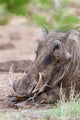 Warthog in Tsavo-West, Kenya Poster Print by Martin Zwick