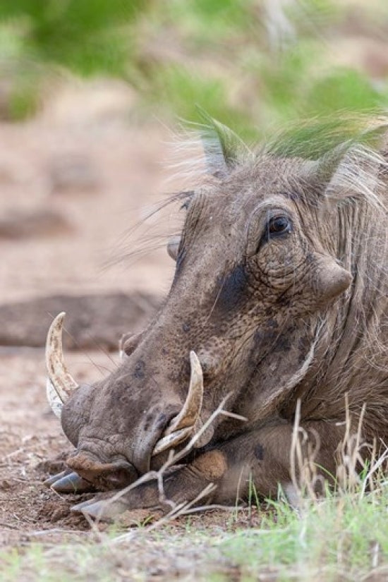 Warthog in Tsavo-West, Kenya Poster Print by Martin Zwick