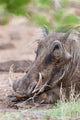 Warthog in Tsavo-West, Kenya Poster Print by Martin Zwick