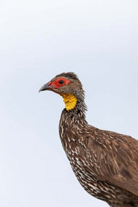 Yellow-necked Spurfowl Poster Print by Martin Zwick showcasing vibrant bird colors.