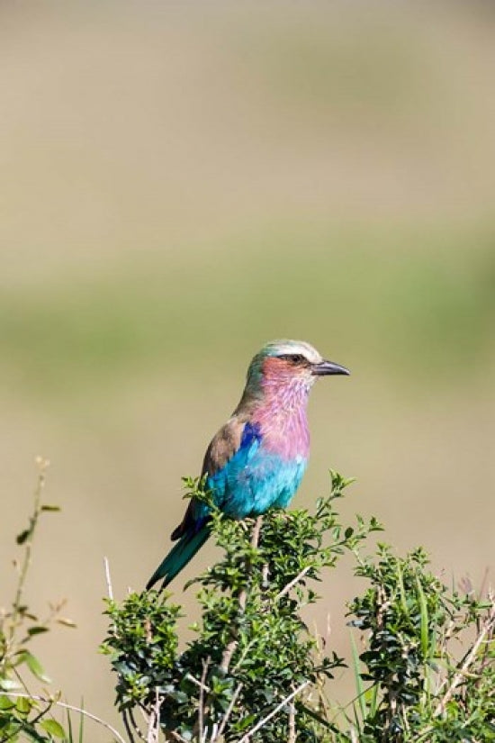Lilac-Breasted Roller perched on a bush in the Maasai Mara, Kenya.