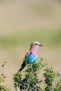 Lilac-Breasted Roller perched on a bush in the Maasai Mara, Kenya.