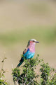 Lilac-Breasted Roller perched on a bush in the Maasai Mara, Kenya.