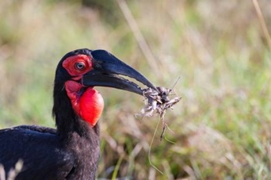 Southern Ground Hornbill Foraging Poster Print by Martin Zwick