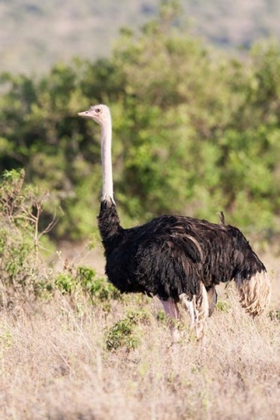 Maasai Ostrich in Tsavo-West National Park, Kenya poster print by Martin Zwick.