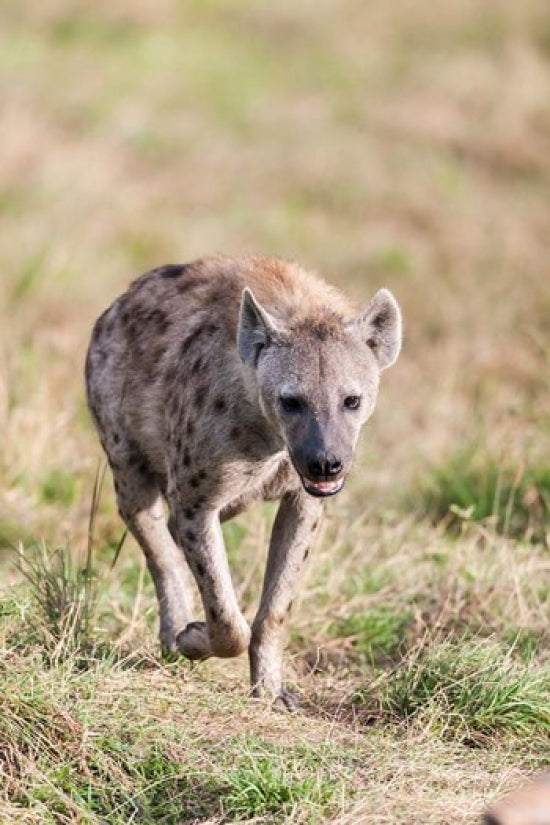 Spotted Hyena Crocuta crocuta poster print in the Maasai Mara, Kenya.