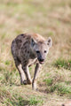 Spotted Hyena Crocuta crocuta poster print in the Maasai Mara, Kenya.