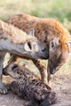 Spotted Hyena in Maasai Mara, Kenya Poster Print by Martin Zwick