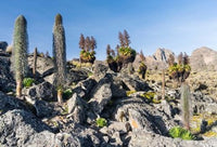 Landscape poster print of Mount Kenya National Park by Martin Zwick