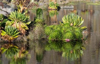 Plants of the Water's Edge poster print by Martin Zwick, showcasing lush flora in Mount Kenya National Park.