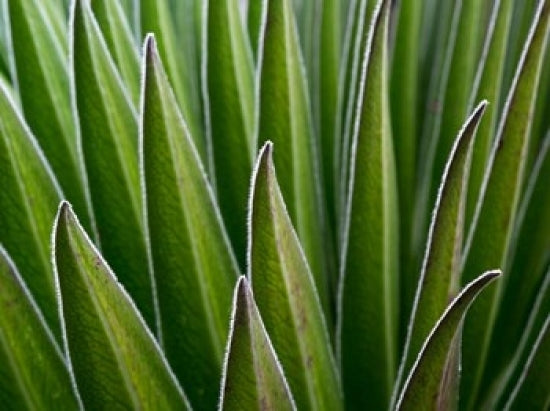 Giant Lobelia Rosette of Leaves Poster Print showcasing vibrant greens and intricate leaf structure.