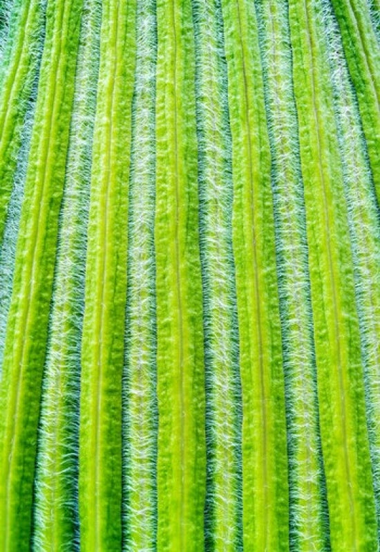Striped Giant Lobelia rosette leaves from Mount Kenya National Park poster print.