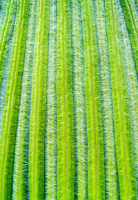 Striped Giant Lobelia rosette leaves from Mount Kenya National Park poster print.