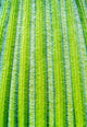 Striped Giant Lobelia rosette leaves from Mount Kenya National Park poster print.