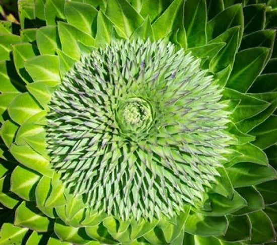 Giant Lobelia Inflorescence Poster Print by Martin Zwick.