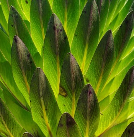 Giant Lobelia in Mount Kenya National Park Poster Print