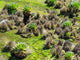 Landscape with Giant Groundsel at Mount Kenya National Park poster print by Martin Zwick.