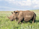 White Rhinoceros Poster Print showcasing Ceratotherium simum in Kenya
