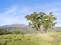 Mount Kenya National Park UNESCO Poster Print by Martin Zwick