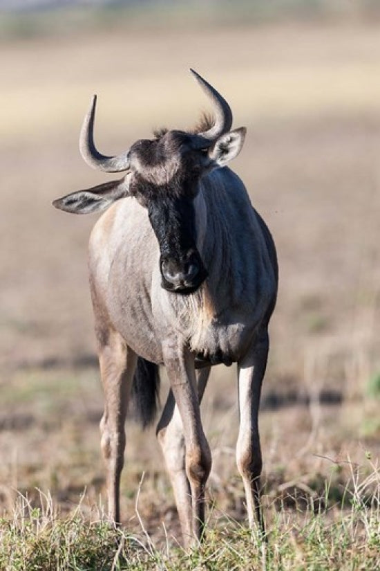 Eastern White-Bearded Wildebeest Poster Print by Martin Zwick, Amboseli National Park, Kenya