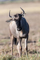 Eastern White-Bearded Wildebeest Poster Print by Martin Zwick, Amboseli National Park, Kenya
