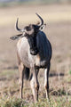 Eastern White-Bearded Wildebeest Poster Print by Martin Zwick
