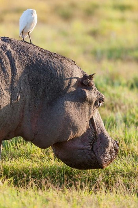 Hippo grazing in Amboseli National Park, Kenya poster print by Martin Zwick.