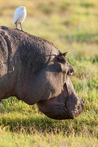 Hippo grazing in Amboseli National Park, Kenya poster print by Martin Zwick.