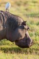 Hippo grazing in Amboseli National Park, Kenya poster print by Martin Zwick.